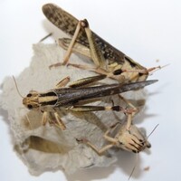 Treksprinkhanen levend voer in doosje | eiwitrijk voedseldier