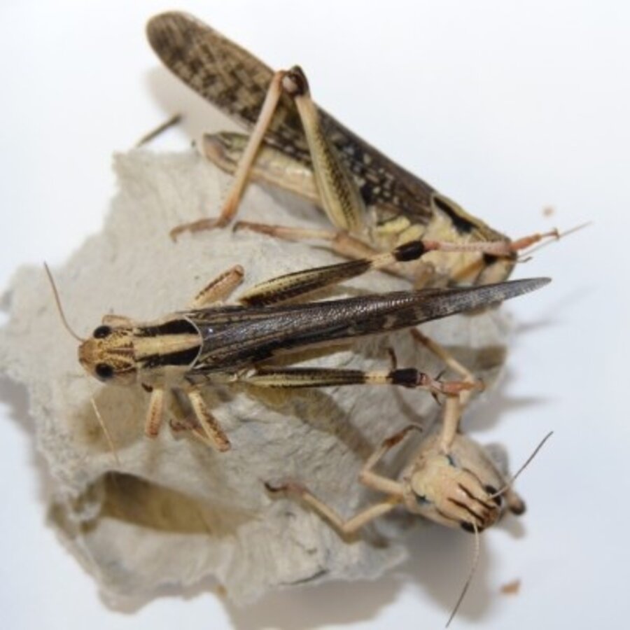 Treksprinkhanen levend voer in doosje | eiwitrijk voedseldier