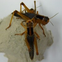 Treksprinkhanen levend voer in doosje | eiwitrijk voedseldier