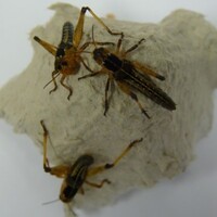 Treksprinkhanen levend voer in doosje | eiwitrijk voedseldier