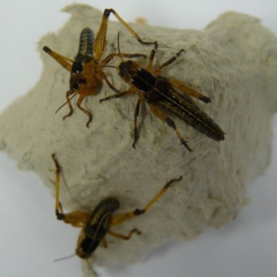 Treksprinkhanen levend voer in doosje | eiwitrijk voedseldier