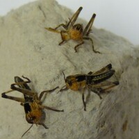Treksprinkhanen in doosje