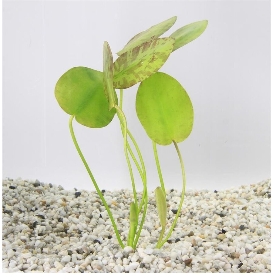 Hydrocleys Nymphoides | Waterpapaver | Los