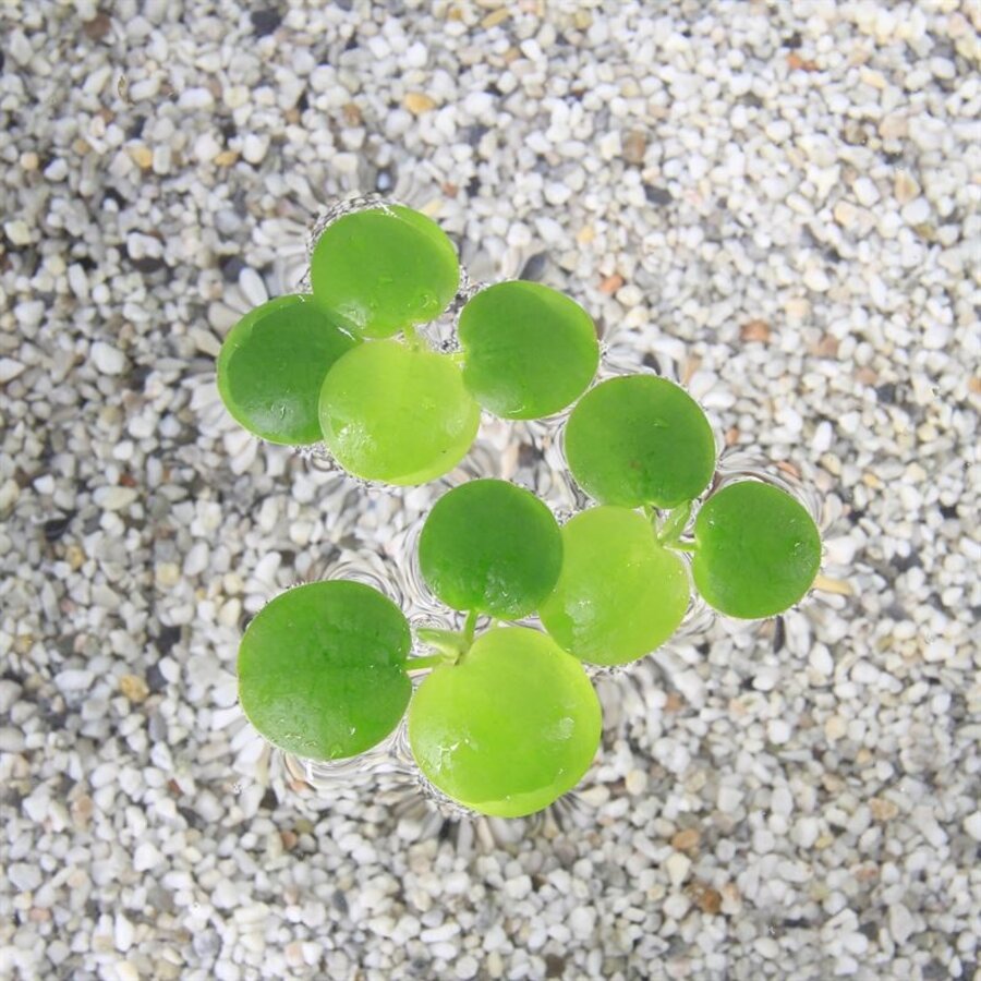 Limnobium Spongia | Amerikaanse kikkerbeet | Los