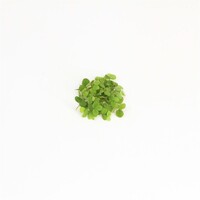 Salvinia Minima | Op Schaal 200cc
