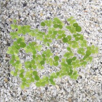 Salvinia Minima | Op Schaal 750cc