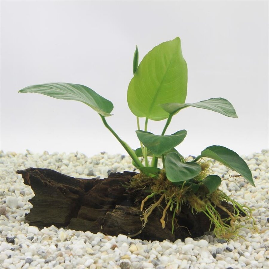 Anubias op driftwood (Barteri var. nana) | Small