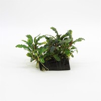 Bucephelandra op driftwood | Small