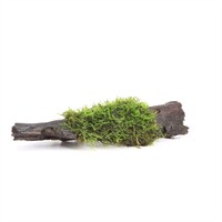 Javamos op driftwood (Vesicularia Dubyana) | Small