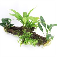 Driftwood met 5 planten | Extra Large