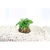 Halve Cocosnoot Met Anubias