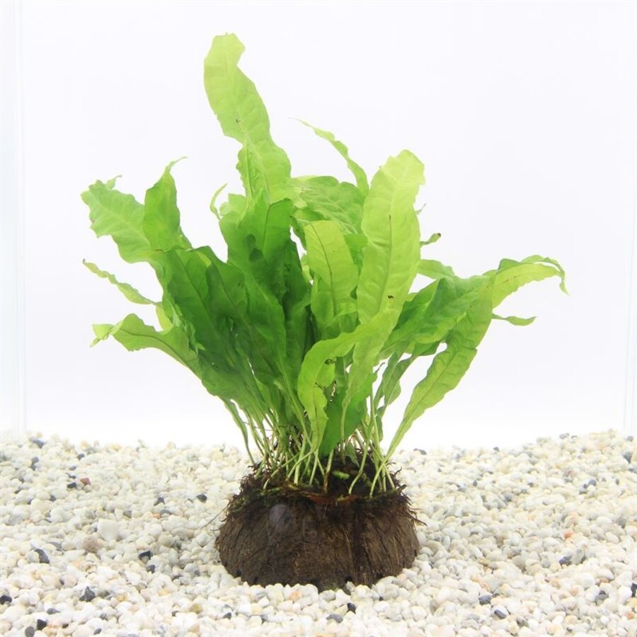 Javavaren op halve cocosnoot (Microsorum Pteropus)