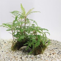 3-Gaats Cocosnoot Met Hygrophila