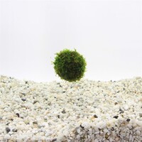 Javamos Floating ball met zuignap