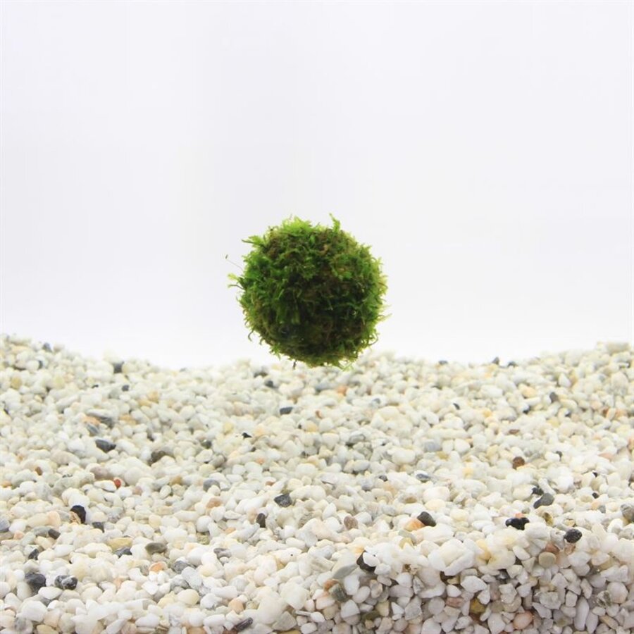Javamos Floating ball met zuignap