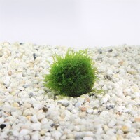 Javamos | Op Lavasteen Small