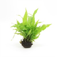 Javavaren op lavasteen (Microsorum Pteropus)