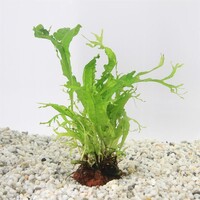 Microsorum pteropus 'Windelov' op lavasteen