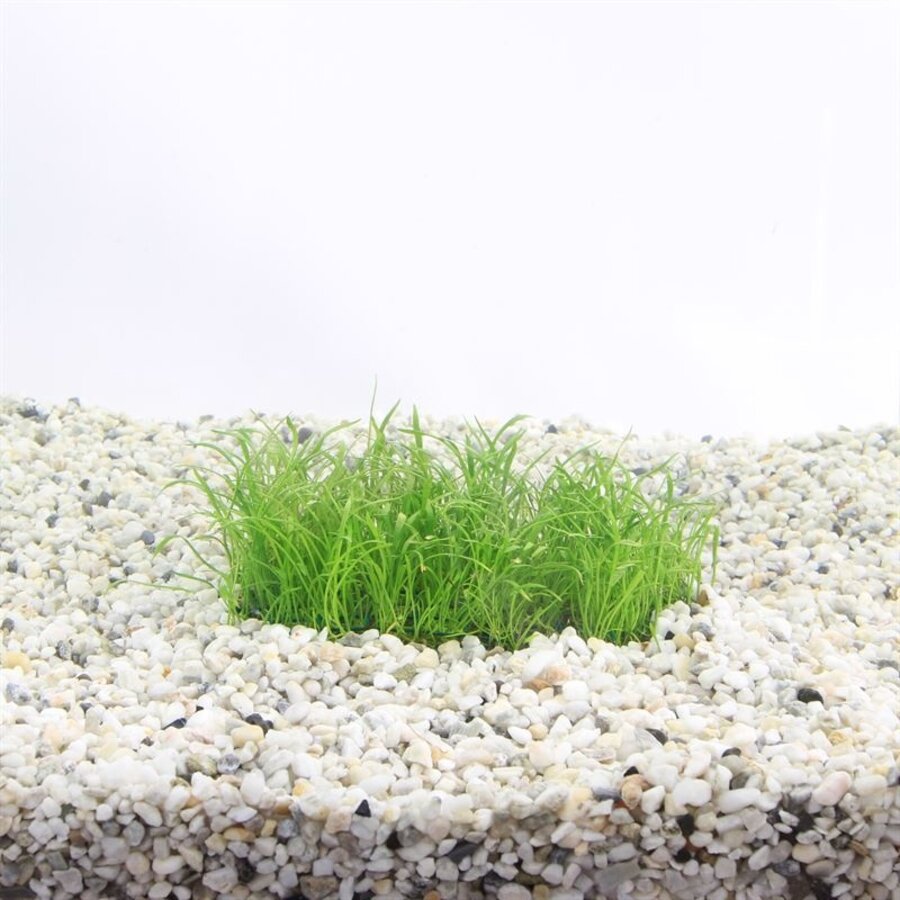 Lilaeopsis novea zealandia op stalen net