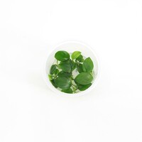 Anubias nangi in 100CC vitro cup