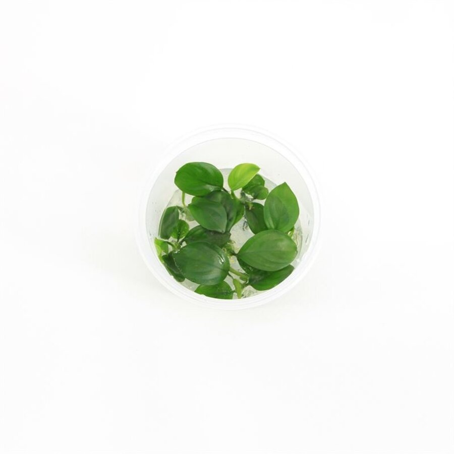 Anubias nangi | In vitro cup