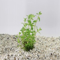 Bacopa Caroliniana | Grofbladige bacopa | In vitro cup