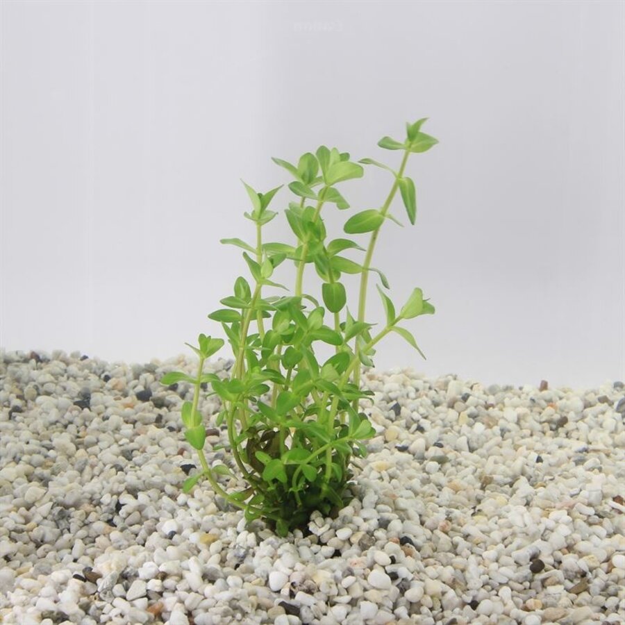 Bacopa Caroliniana | Grofbladige bacopa | In vitro cup