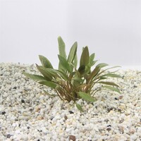 Cryptocoryne Petchii Pink | In vitro cup