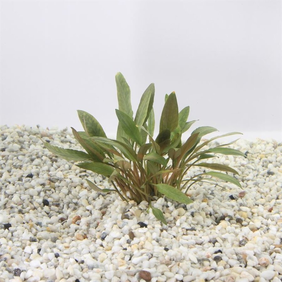 Cryptocoryne Petchii Pink | In vitro cup