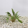 Crypto Wendtii | Langstelige wendtii | 100CC vitro cup