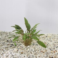 Cryptocoryne Wendtii | Langstelige wendtii | In vitro cup