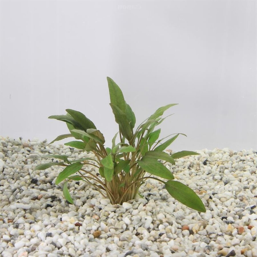 Cryptocoryne Wendtii | Langstelige wendtii | In vitro cup