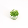 Gratiola Viscidula | Kleverig Zeggekruid | In 100CC vitro cup