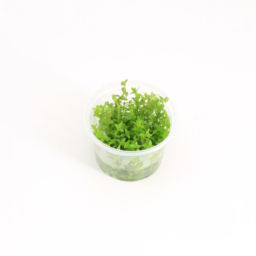 Gratiola Viscidula | Kleverig Zeggekruid | In 100CC vitro cup