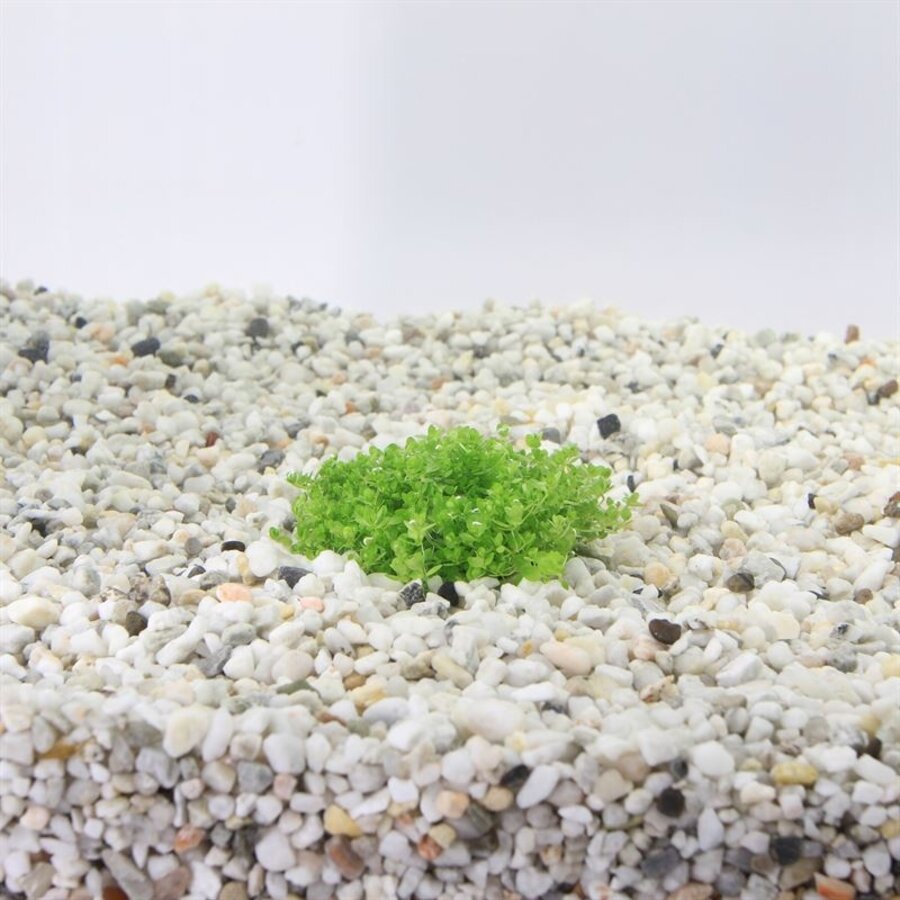 Hemiantus | Dwergparelkruid | In vitro cup