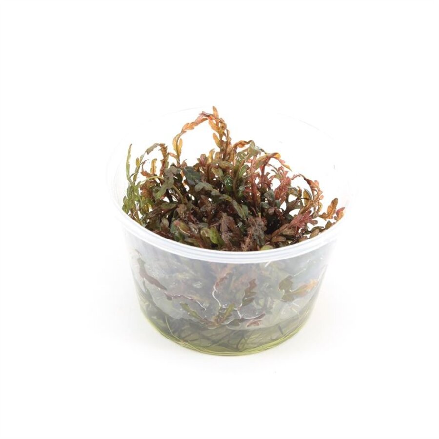 Hygrophila Pinnatifida | Belgisch groen | in 100CC vitro cup
