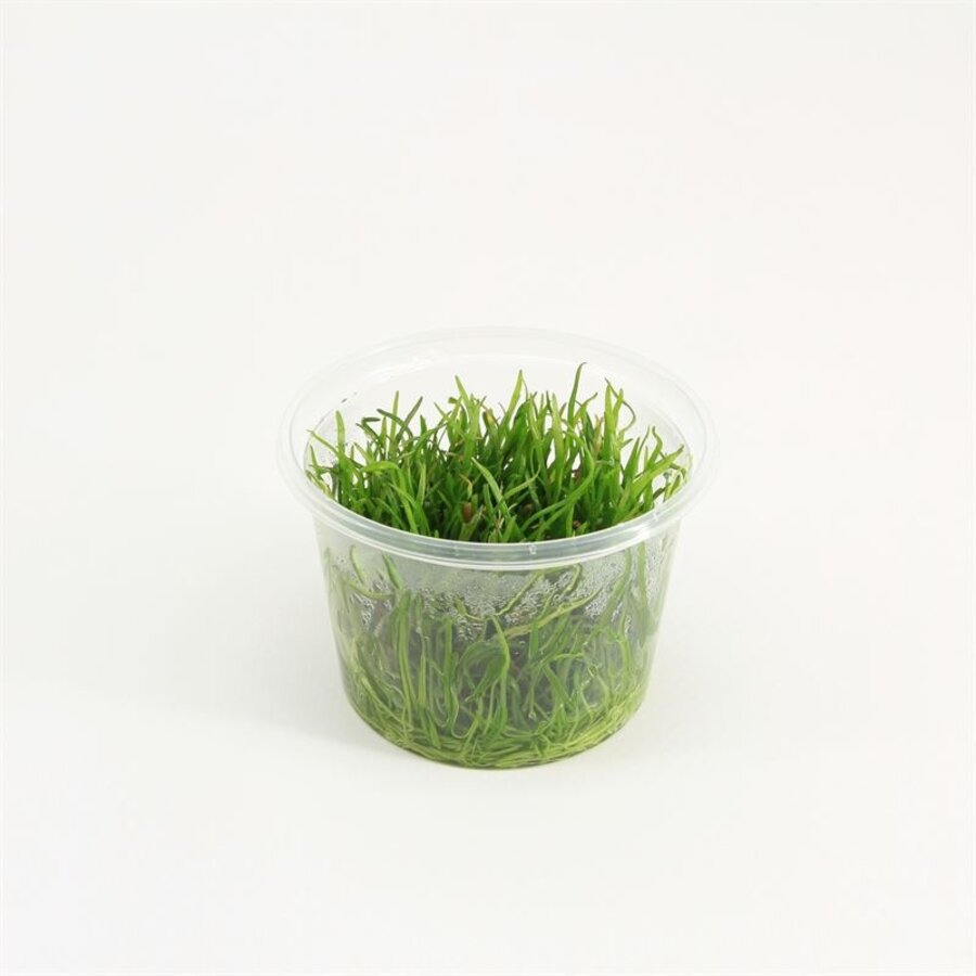 Lilaeopsis Brasilensis | Grasplant | In vitro cup