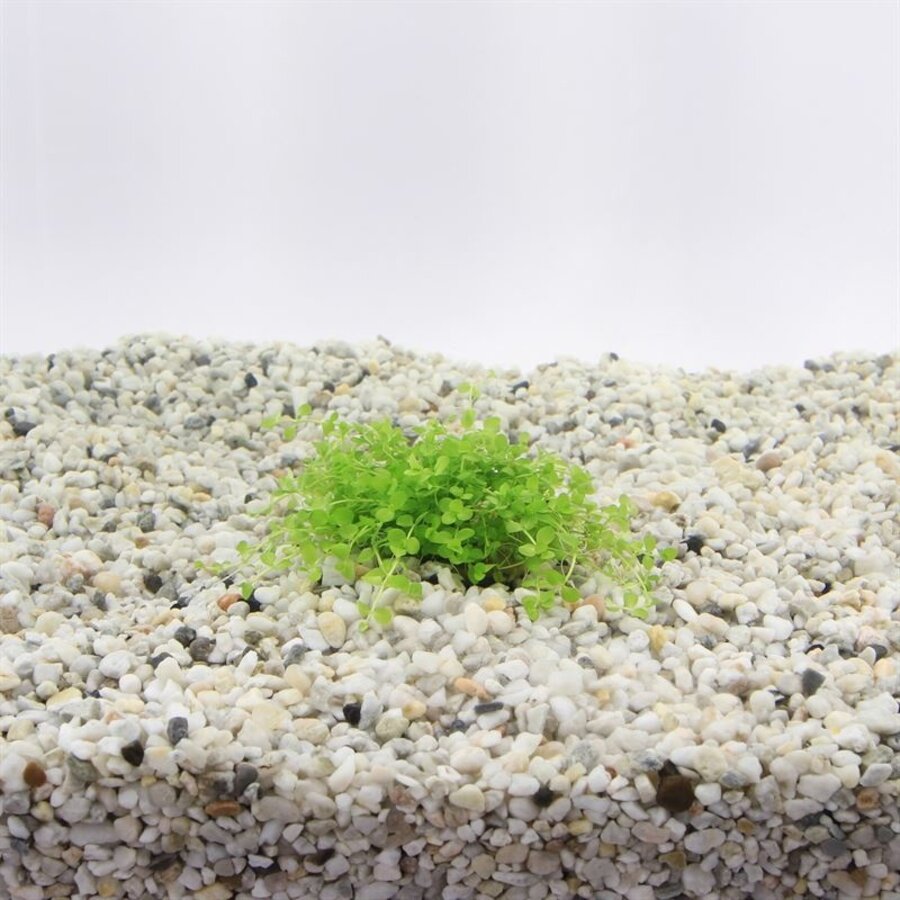 Micrantemum Monte Carlo | Nieuw parelkruid | in 100CC vitro cup