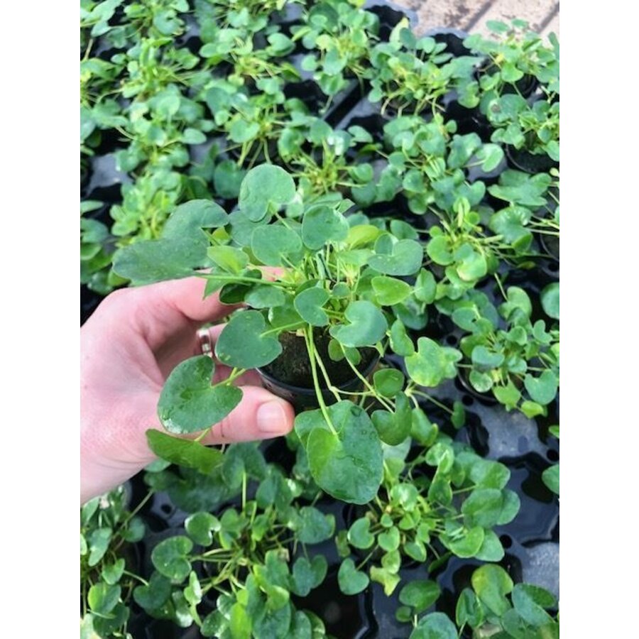 Nymphoides Taiwan | In vitro cup