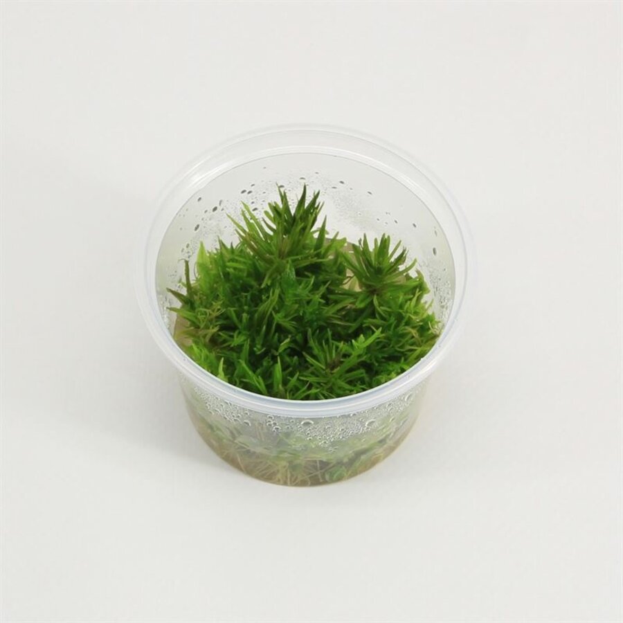 Pogostemon erectus | Indiase sterplant | 100CC vitro cup