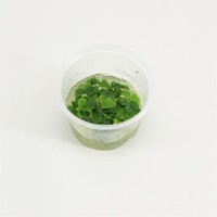 Schismatoglottis Prietoi | In vitro cup