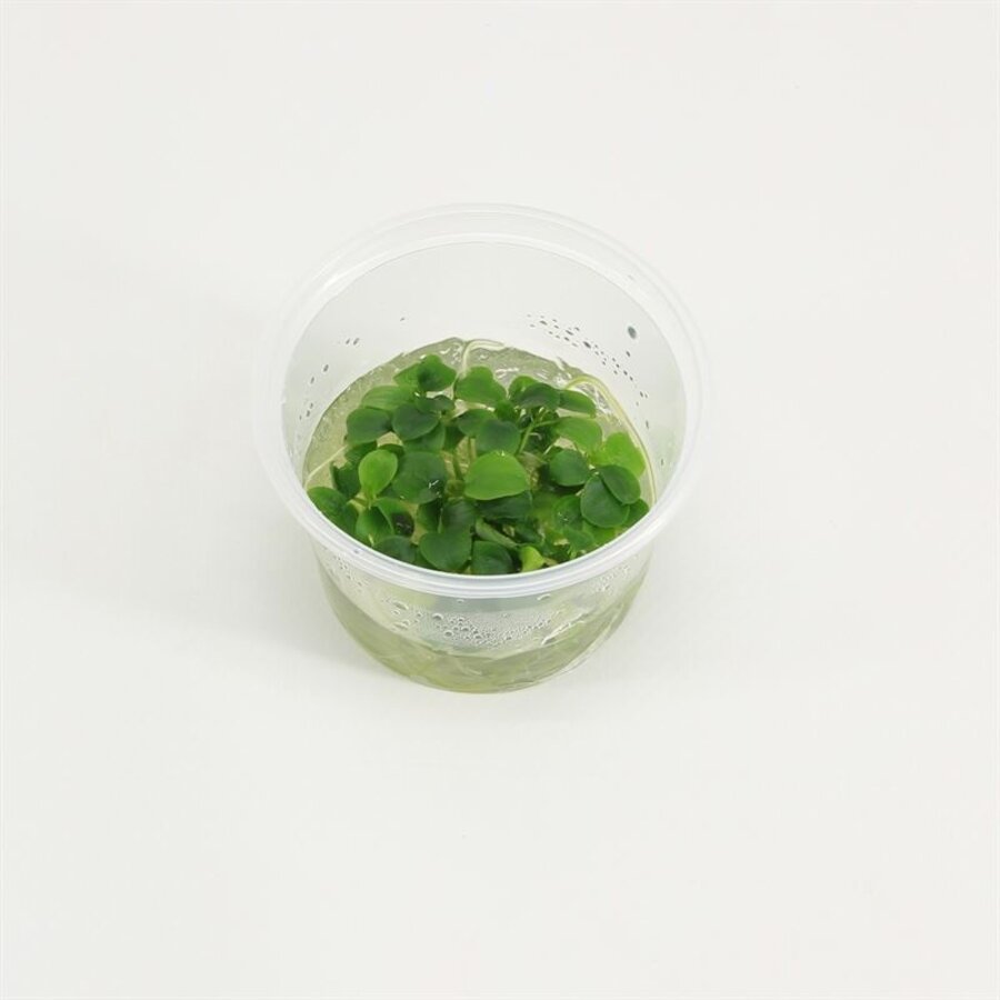 Schismatoglottis Prietoi | In vitro cup