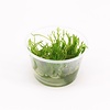 Spikey mos | Punt mos | 100CC vitro cup