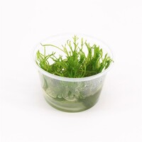 Spikey mos | Punt mos | 100CC vitro cup