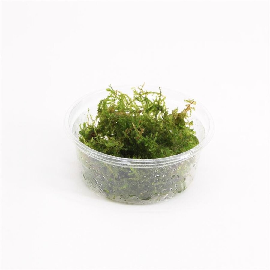 Christmas mos in 80 cc cup