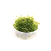 Lomariopsis Lineata | In 80CC Cup