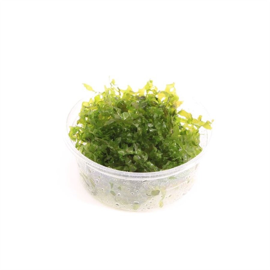 Lomariopsis Lineata | In vitro Cup