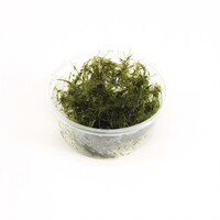 Fissidens Fontanus | Phoenix mos | in vitro cup