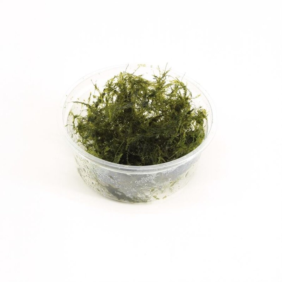 Fissidens Fontanus | Phoenix mos | in vitro cup