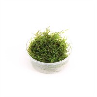 Taxiphyllum alternans | Taiwan mos | In vitro cup